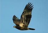 Immature Bald Eagle