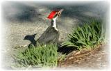Pileated Woodpecker 23.JPG