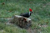 Pileated Woodpecker 35.JPG