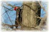 Pileated Woodpecker 37.JPG