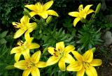 Asiatic Lily 