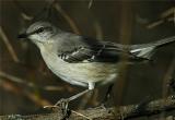 Northern Mockingbird #2