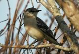 Northern Mockingbird #3