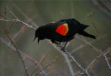 Red-Winged Blackbird (Agelaius phoeniceus) 