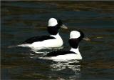 Bufflehead Males (Bucephala albeola)