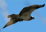 Osprey in Flight