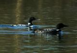 Common Loon (Gavia immer)