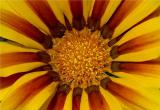 Gerbera Daisy Close-up