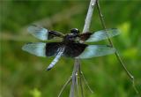 Dragonfly - Widow Skimmer  (Libellula luctuosa).JPG