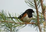 Eastern (Rufous-Sided) Towhee