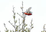 Scarlet Tanager 