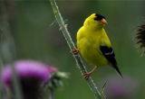 American Goldfinch (Carduelis tristis)