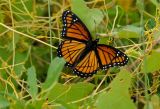 Viceroy (Limenitis archippus).JPG