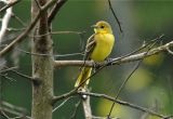 Orchard Oriole - Female