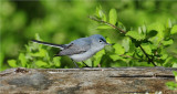 Blue-Gray Gnatcatcher (Polioptila caerulea)