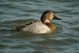 Canvasback - Female (Aythya valisineria)