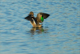 Green-winged Teal (Anas crecca) 