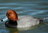 Redhead (Aythya americana)