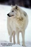 Arctic Wolf (182)