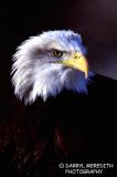 Bald Eagle (23)