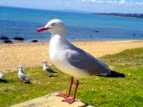 Seagull - Mornington