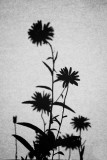 Garden Shadows