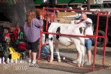 IMG_1533.jpg