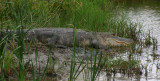 Alligator