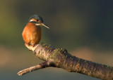 Common kingfisher (Alcedo atthis)
