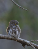 Pygmy Owl( Glaucidium passerinum)