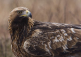 Golden Eagle (aquila chrysaetos)