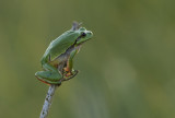 Mediterranean Tree Frog (Hyla meridionalis)