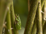 Mediterranean Tree Frog (Hyla meridionalis)