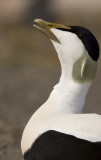 Eider (somateria mollissima)