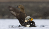 King eider (Somateria spectabilis)