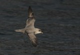 Fulmar (Fulmarus glacialis)