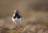 Ruddy turnstone (Arenaria interpres)