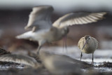 Bar tailed Godwits (Limosa lapponica)