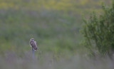 Short eared Owl (Asio flammeus)