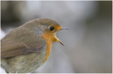 Robin - Rdhake (Erithacus rubecula