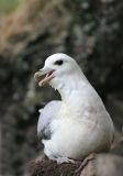 Fulmar