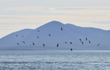 Terns with the Isle of Skye behind