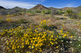 Spring in Joshua Ntl Park_329.jpg