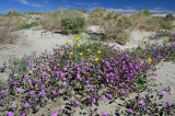 Sand Verbena in Joshua Park_229.jpg