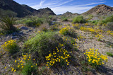 Spring Flowers in Joshua Park_322.jpg