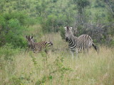 Zebra mom and child