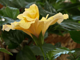 Yellow Hibiscus