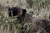 Grand Tetons 40.jpg