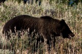 Grand Tetons 45.jpg