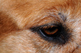 My Pal, Baxter, Up Close & Personal